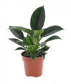 Philodendron Green Princess