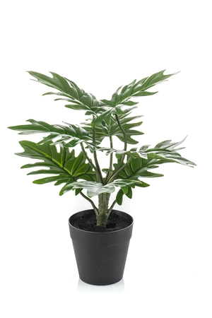 Philodendron in pot 28cm