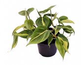 Philodendron scandens
