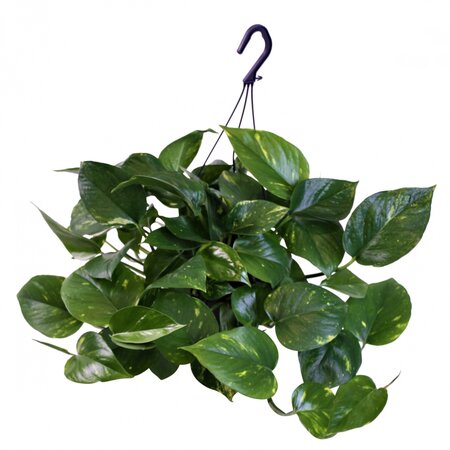 Philodendron scandens Brasil