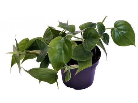 Philodendron scandens Brasil