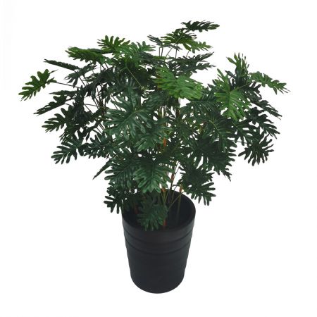 Philodendron xanadu 90cm