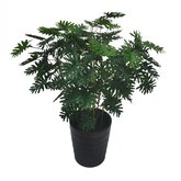 Philodendron xanadu 90cm