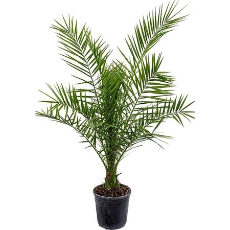 Phoenix canariensis