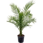Phoenix canariensis