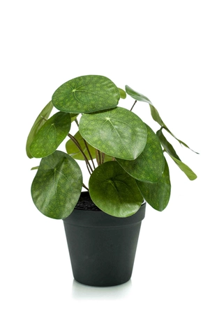 Pilea bush 22cm/17lvs in black pot