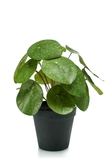 Pilea bush 22cm/17lvs in black pot