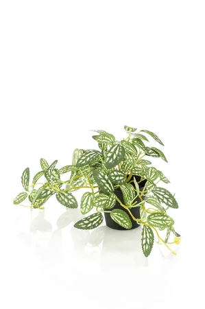 Pilea green/white in pot 19cm