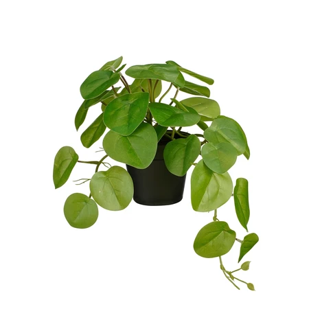 Pilea hangend in pot groen - l40xb22xh23cm