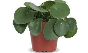 Pilea peperomoides