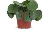 Pilea peperomoides