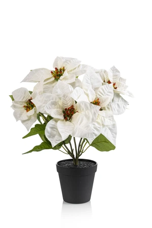 Poinsettia bush cream 38cm in black pot