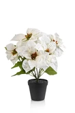 Poinsettia bush cream 38cm in black pot