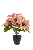 Poinsettia bush peach 38cm in black pot