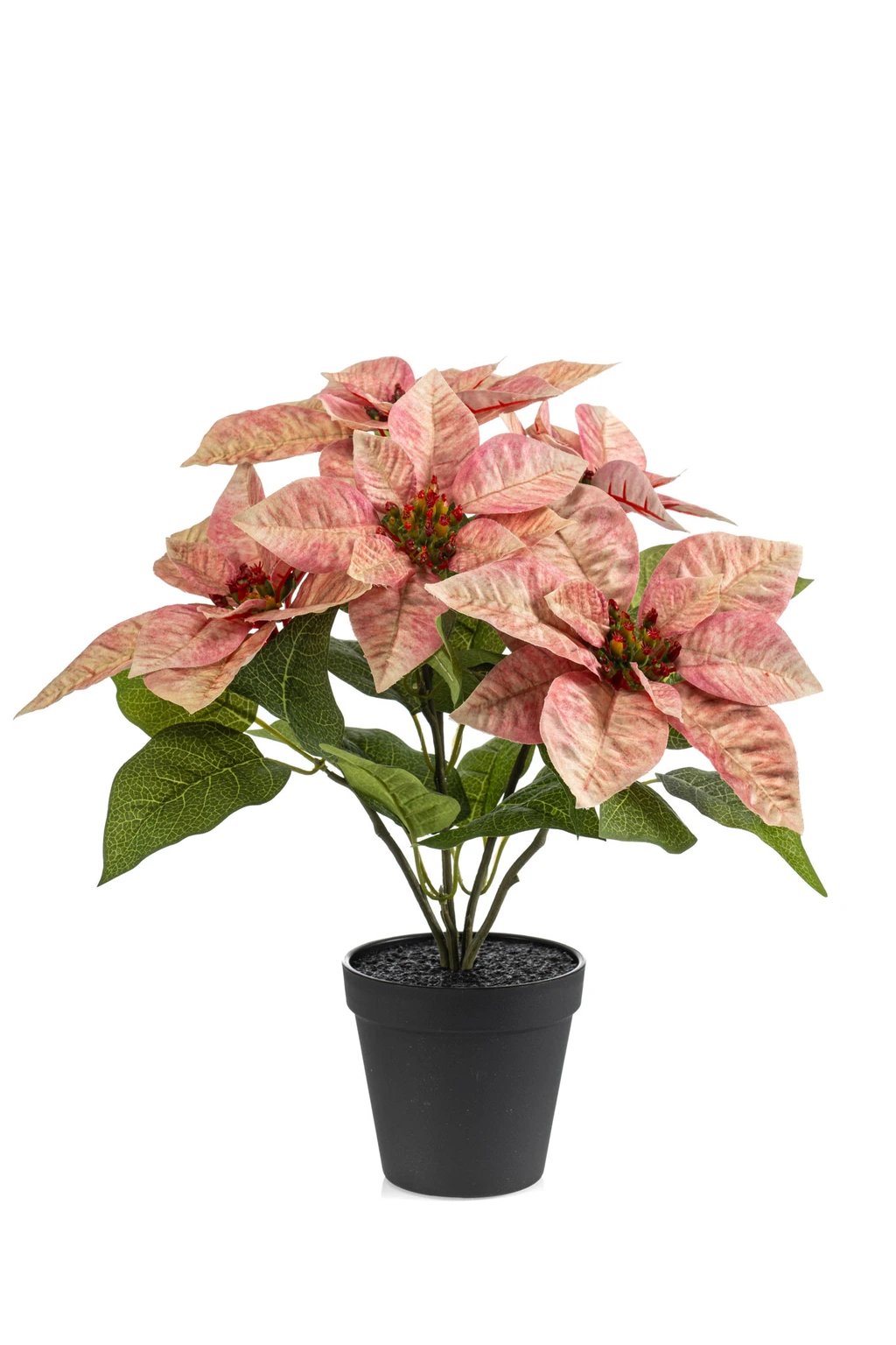 Poinsettia bush peach 38cm in black pot - TuinWereld