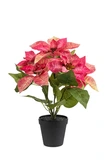Poinsettia bush pink 38cm in black pot