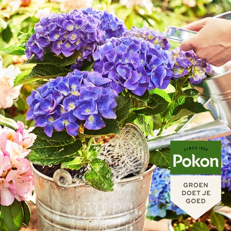 Pokon Bio Potgrond Hortensia - 30L - afbeelding 5