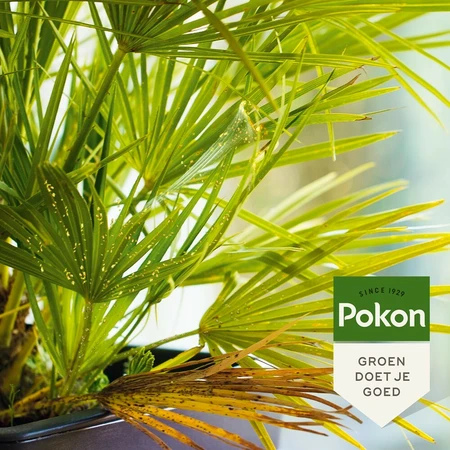 Pokon Bio Tegen Hardnekkige Insecten Polysect Concentraat - 175ml - afbeelding 6
