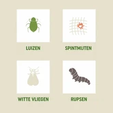 Pokon Bio Tegen Hardnekkige Insecten Polysect Concentraat - 175ml - afbeelding 4