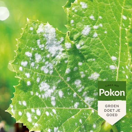Pokon Bio Tegen Schimmels Spray - 800ml - afbeelding 3