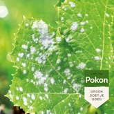 Pokon Bio Tegen Schimmels Spray - 800ml - afbeelding 3