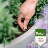 Pokon Bio Terras & Balkon Planten Voedingskegels - 15 stuks - afbeelding 4