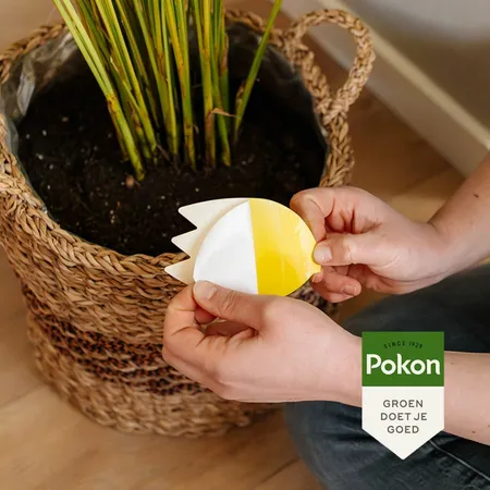 Pokon Bio Vangplaatjes tegen Potgrondvliegjes - 15 stuks - afbeelding 5