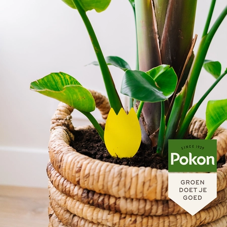 Pokon Bio Vangplaatjes tegen Potgrondvliegjes - 15 stuks - afbeelding 7