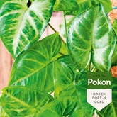 Pokon Bladglans 600ml - afbeelding 3