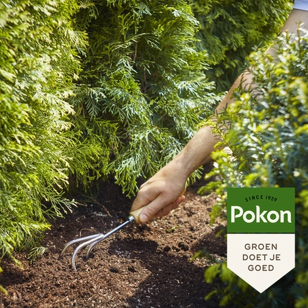 Pokon Conifeer & Taxus Mest - 1kg - afbeelding 4