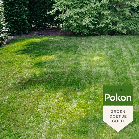 Pokon Graszaad Schaduw - 1kg - afbeelding 6