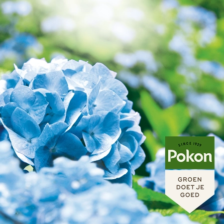 Pokon Hortensia Blauwmaker - 500g - afbeelding 4