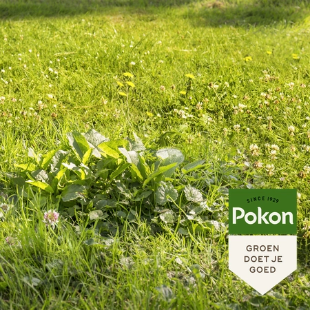 Pokon Onkruid Weg! - 1,6kg voor 80m² - afbeelding 4