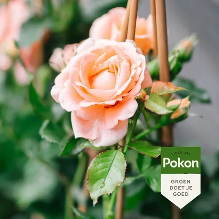 Pokon Rozen Mest 1kg - afbeelding 4