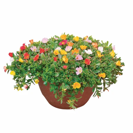 Portulaca in schaal
