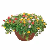 Portulaca in schaal