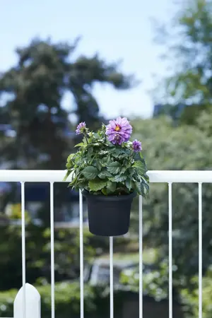 Pot+rack gb balc all-in-1 liv blk - afbeelding 2