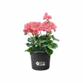 Pot+rack gb balc all-in-1 liv blk - afbeelding 3