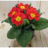 Primula, rood