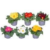 Primula's €1,49 per stuk
