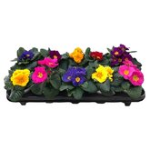 Primula's, 10 stuks voor €9,99