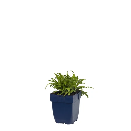 Prunella grandiflora