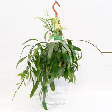 Pseudorhipsalis ramulosa 'Red Coral'