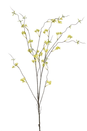 Ptelea spray green 110cm