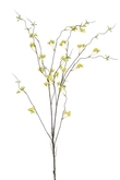 Ptelea Tak Zijde - 110cm Groen