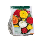 Ranonkel, Mix per 15 - afbeelding 2