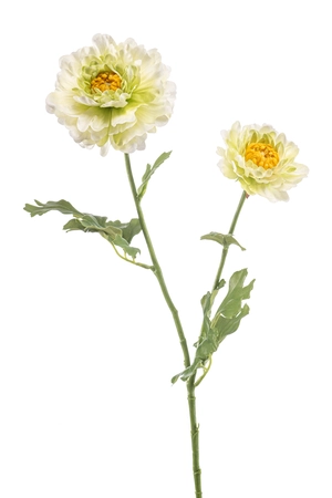 Ranunculus japanese spray green 65cm
