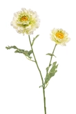 Ranunculus japanese spray green 65cm