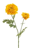 Ranunculus japanese spray yellow 65cm
