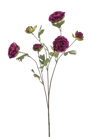 Ranunculus spray purple 78cm
